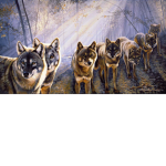 The Attack Dogs: Wolf pack