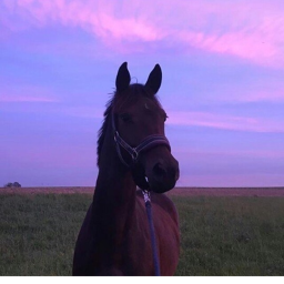 Horse Life