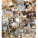 Corgi_group yas