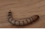 Mr worm. Group Thumbnail