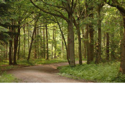 Forest Showcase<3