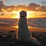 | Survivors Dogs Mod Group |
