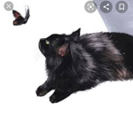 I <3 my cat molly