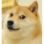 Doge’s for life!!!