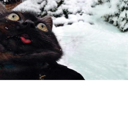 Meow Meow!!
