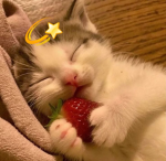 Star Berry's