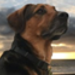 Doggo's Unite! Center