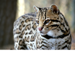 Small wild cats