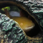mr blob bob