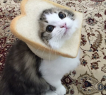 *•-Toast Army-•*