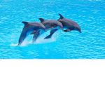 dolphin plays