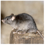 RATS_FOREVER
