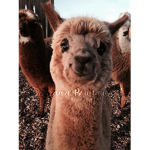 - Llama Boutique ! -