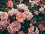 - Rosie Petals -