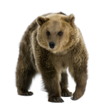 Lit Bear Squad