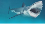 Shark attackers