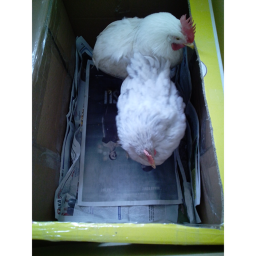 SUPER SEHİR