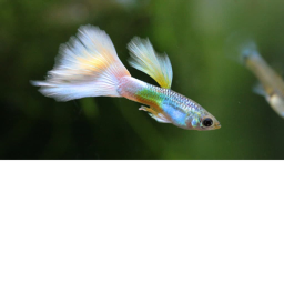 goodbye nemo the guppy