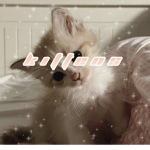 { k i t t e n s }