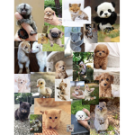 Lucky animal club