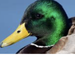 DucksWorld42211