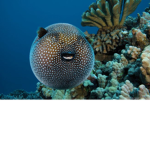 pufferfishs are cool