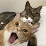 [MEOW] The Royal Cat Regiment