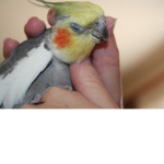 cockatiel owners