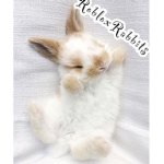 RobloxRabbitss