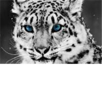 Polar Tiger