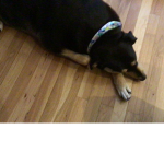 Dog forever team
