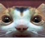 SillyKittyCats