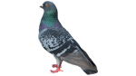 Robar Corporation