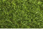 Check It Grass United