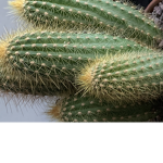 Cactus=spiky