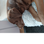Hunde Paradies