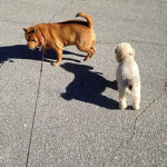 The Chloe Fan Club!
