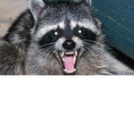 Tricky Raccons