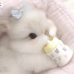 mochamilk