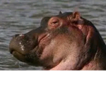 Hippopotamus mv