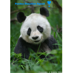 Pandas Donation Squad!