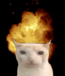cat explosion
