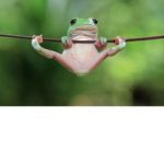 {Frog Cult}