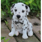 Dogs are the best Everyone love dogs!!yay