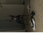 I_PUPPIESS