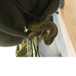 Snake are cute