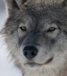 WILD WOLF R3R