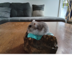 Le petit hamsters