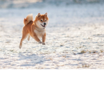 DOGGO VIBEZ