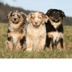 Doggie fans for life!!!